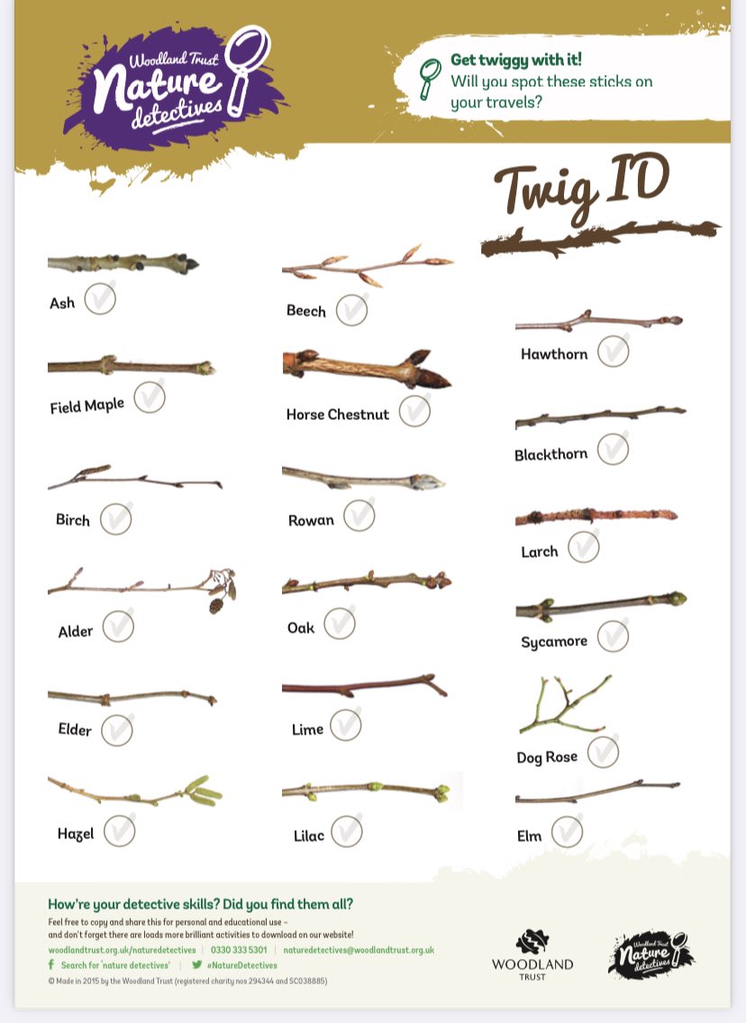 brighterbunnies's tweet image. Love these for some great outdoor learning @WoodlandTrust 👍😉#nature #twigID #leafID #outdoorlearning