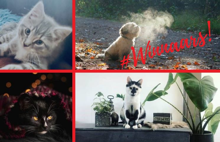 De winnaars van de fotowedstrijd 'Jouw favoriete huisdier' zijn bekend. Van harte gefeliciteerd! Jullie kunnen de cadeaubon inleveren bij jullie Ringfotowinkel. Bekijk de foto's en doe gelijk mee met onze nieuwe fotowedstrijd thema 'Natuur'.   ringfoto.nl/winnaars-fotow…