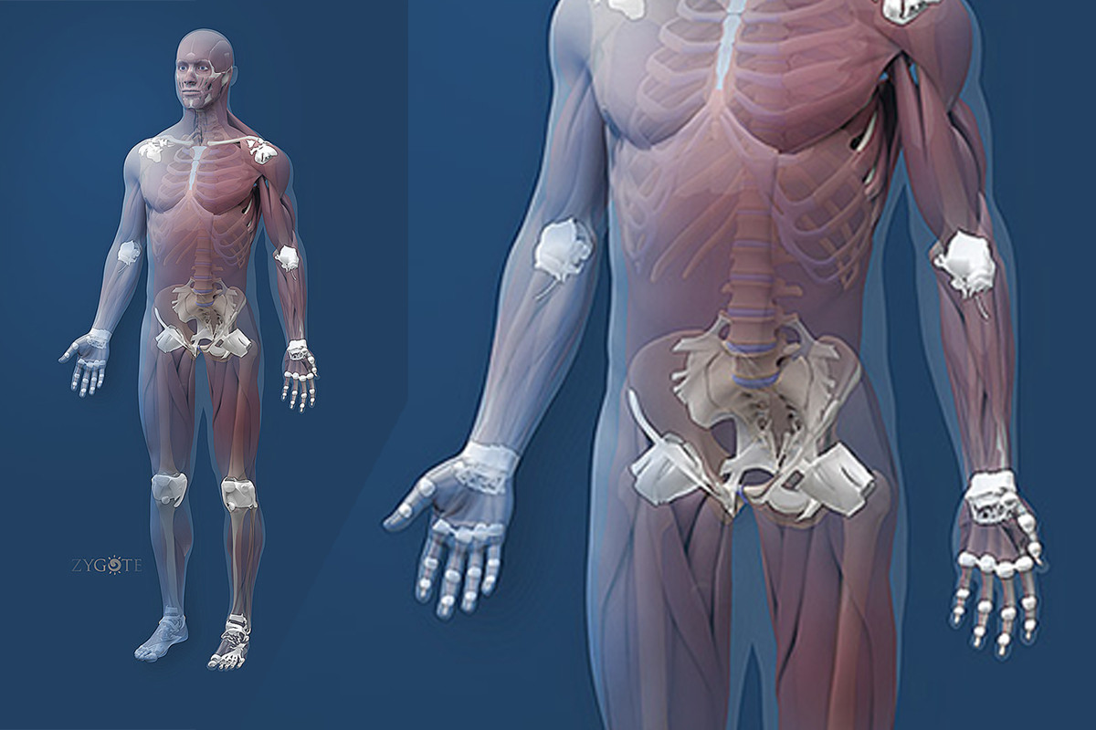 Zygote::Human 3D Female Skeleton