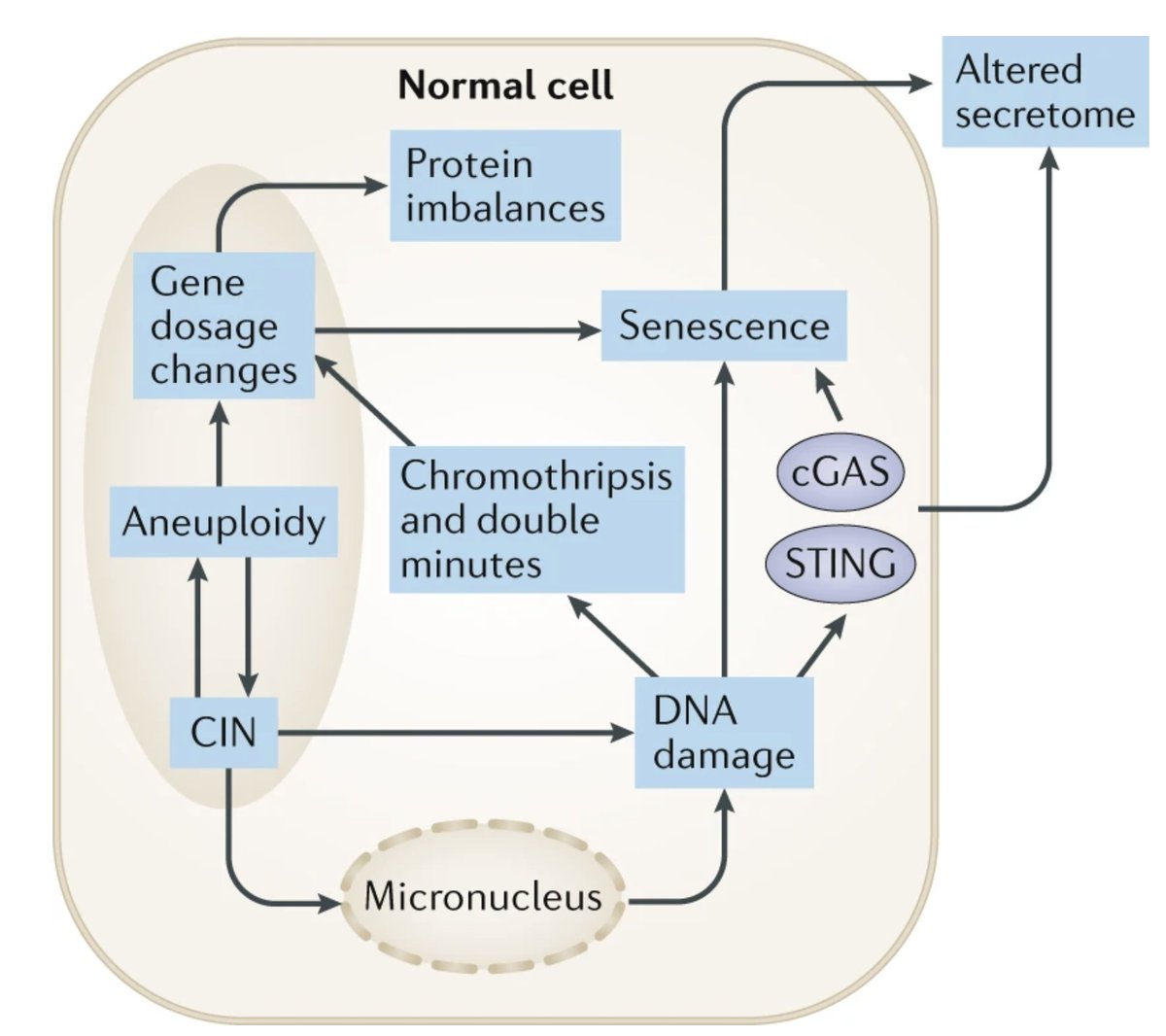 - The key driver of aneuploidy-associated phenotypes are the resulting gene dosage imbalances. Over-expressing an oncogene (like MYC in Chr8 trisomies) is clearly bad. At the same time...