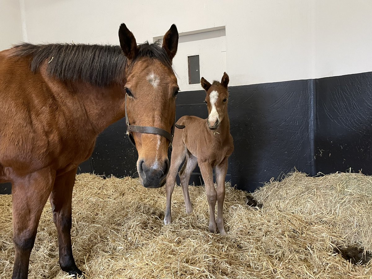 And we are under way! First foal of the year🍼#foalingseason  #whatacutie