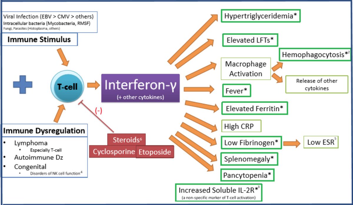 2/ PathophysiologyIFN-γ is a primary mediator of HLH.How do we know this? Well patients given IFN-γ get all the signs and symptoms, and it’s linked to most of the findings.Here’s an awesome graphic, again by  @freedobaggins:
