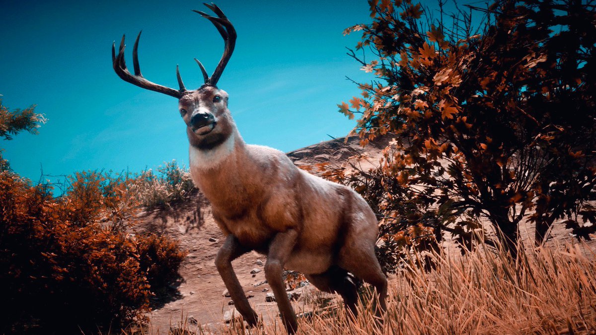 Wɪʟᴅʟɪꜰᴇ 🦌🌿❄️

#RDR2⁠⁠ #RedDeadRedemption2 
#PhotoMode 
#SnapArtCrew 
#SantaMuerteGang 
#VGPUnite #wildlife 
#RockstarGames
