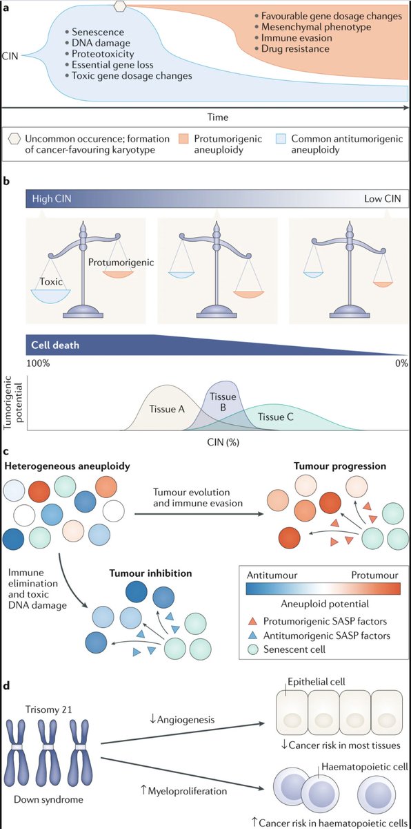 - While aneuploidy is typically associated with cancer progression, it is not a universal cancer driver. For instance, individuals with Down syndrome have higher rates of leukemia, but they also have significantly lower rates of solid tumor formation.