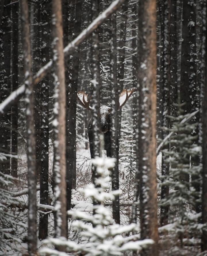 What do you see through the forest?