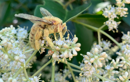 texas_IB's tweet photo. Pollen does a more than fertilize plants or make you sneeze, it can also solve crimes! Researchers in the lab of Dr. Shalene Jha use pollen #forensics to track moving organisms and determine biogeographic origins. https://t.co/Lv8ePoZf6u https://t.co/GqGarp8nAN