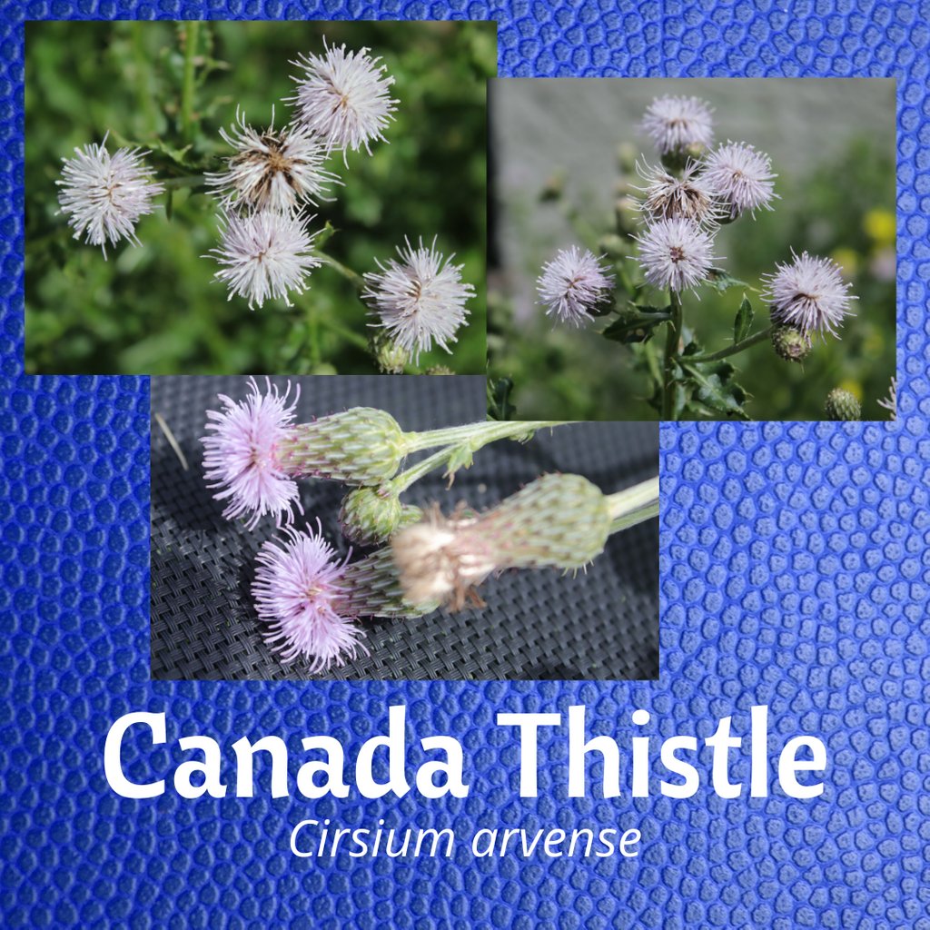FWRWMA's tweet photo. Canada Thistle (Cirsium arvense) is an aggressive NOXIOUS weed with small purple flowers and prickly stems & leaf edges. It can grow from root segments & grows in any type of habitat. #fwrwma #canadathistle #invasiveweeds #noxiousweeds https://t.co/kKPo7VJj8K