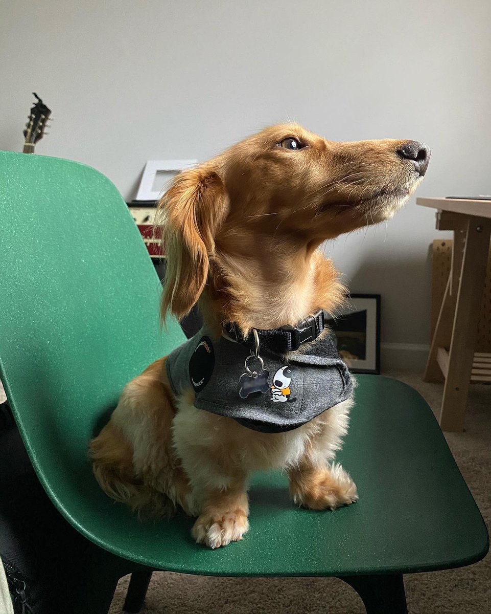 dachshund thundershirt