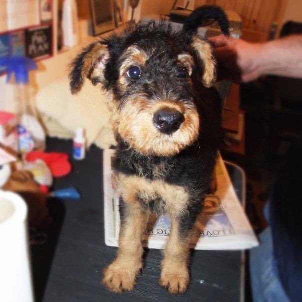 ToastieBarks's tweet photo. Dear furpals, Dads want to tell yew dey eez holding up. Fanking yew fur thinkin of dem. Daddies came to pick me up from crematorium today so aye am back home now where aye belong. Today 12 yearz ago be de same Exact Day aye also came home to daddies when aye wuz 8 weeks young🌈 https://t.co/W9ouUJJzt0
