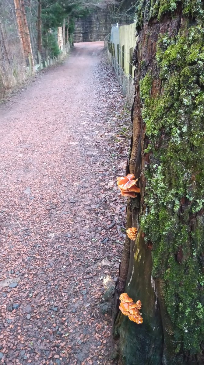AWoollies's tweet photo. Pretty miserable wet day in #Dunblane
Found a little colour on these dead trees #TreeClub
Daily walk #lockdownScotland https://t.co/LxkGX2KqtV