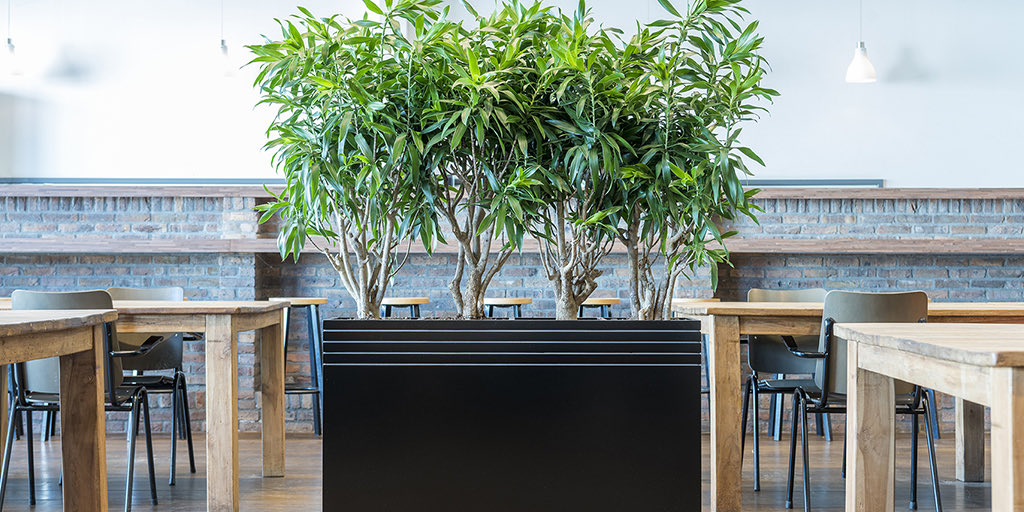 A unique and beautiful way to socially distance at work. <a href="/RCSCard/">Reset</a> Members <a href="/UrbanPlanters/">Urban Planters</a> showcase how their plant and moss products help form healthy and green physical barriers in the workplace. connectedmagazine.co.uk/connected-issu…
#unique #healthy #moss #planters #members #social #distance