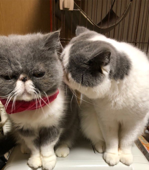 ぶさかわのtwitterイラスト検索結果