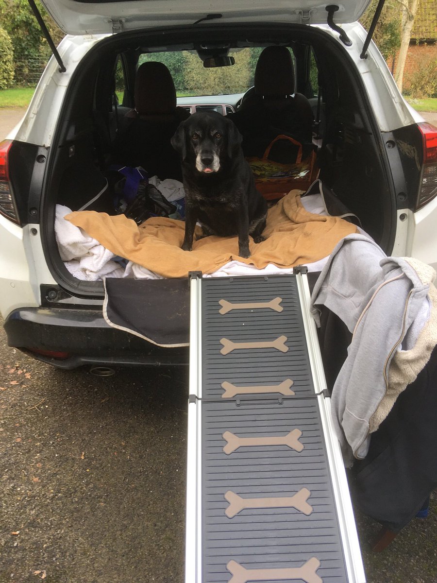 AnnieBruton's tweet photo. Today’s lockdown excitement has been the final step (!) in teaching my 12 year old lab to use a ramp to get in and out of the car. We practiced indoors for a few days. Today she did it for real! I am ridiculously pleased about this. Such a good girl.  #ThePowerOfCheese https://t.co/GBKRvEgACK