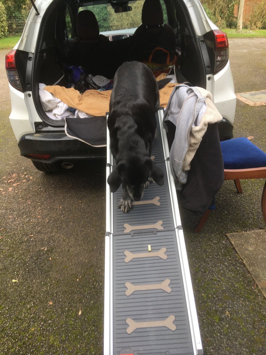 AnnieBruton's tweet photo. Today’s lockdown excitement has been the final step (!) in teaching my 12 year old lab to use a ramp to get in and out of the car. We practiced indoors for a few days. Today she did it for real! I am ridiculously pleased about this. Such a good girl.  #ThePowerOfCheese https://t.co/GBKRvEgACK