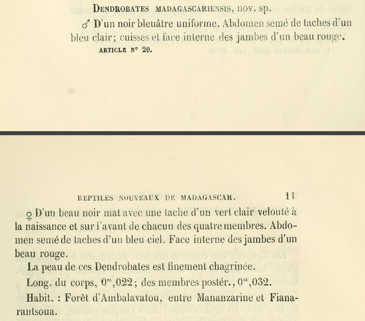 The resemblance between Malagasy dart frogs in the genus Mantella and their American counterparts is so striking that Alfred Grandidier originally described this species in the genus Dendrobates (American poison arrow frogs)  #MadagascarFrogs