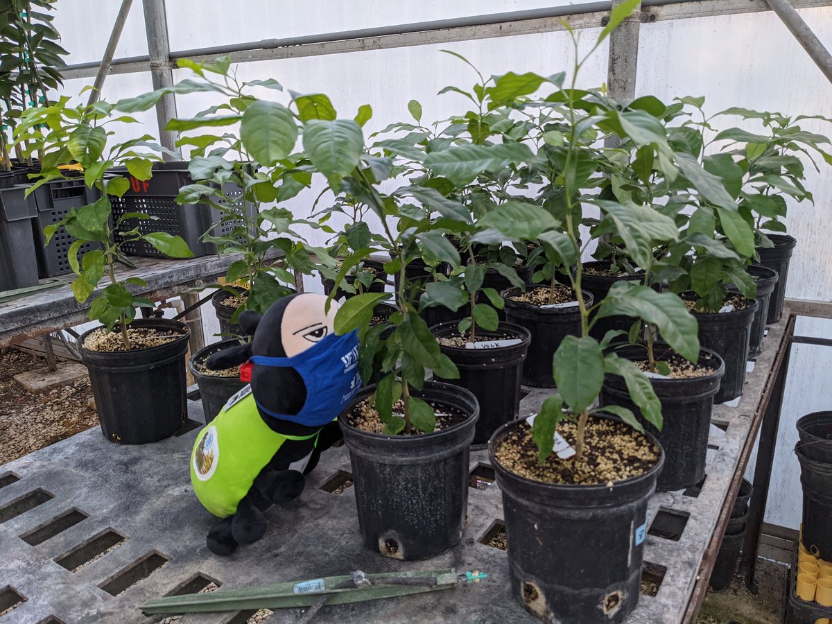 LMDiepenbrock's tweet photo. After a short quarantine (it could be bringing unwanted visitors with it), @bug_beastie has started exploring @UFIFASCitrusREC 
Starting with the @UFCitrusBugs clean greenhouse. Minimal insecticides used in here bc we use plants to study insect behaviors. https://t.co/sewDZgFUrT
