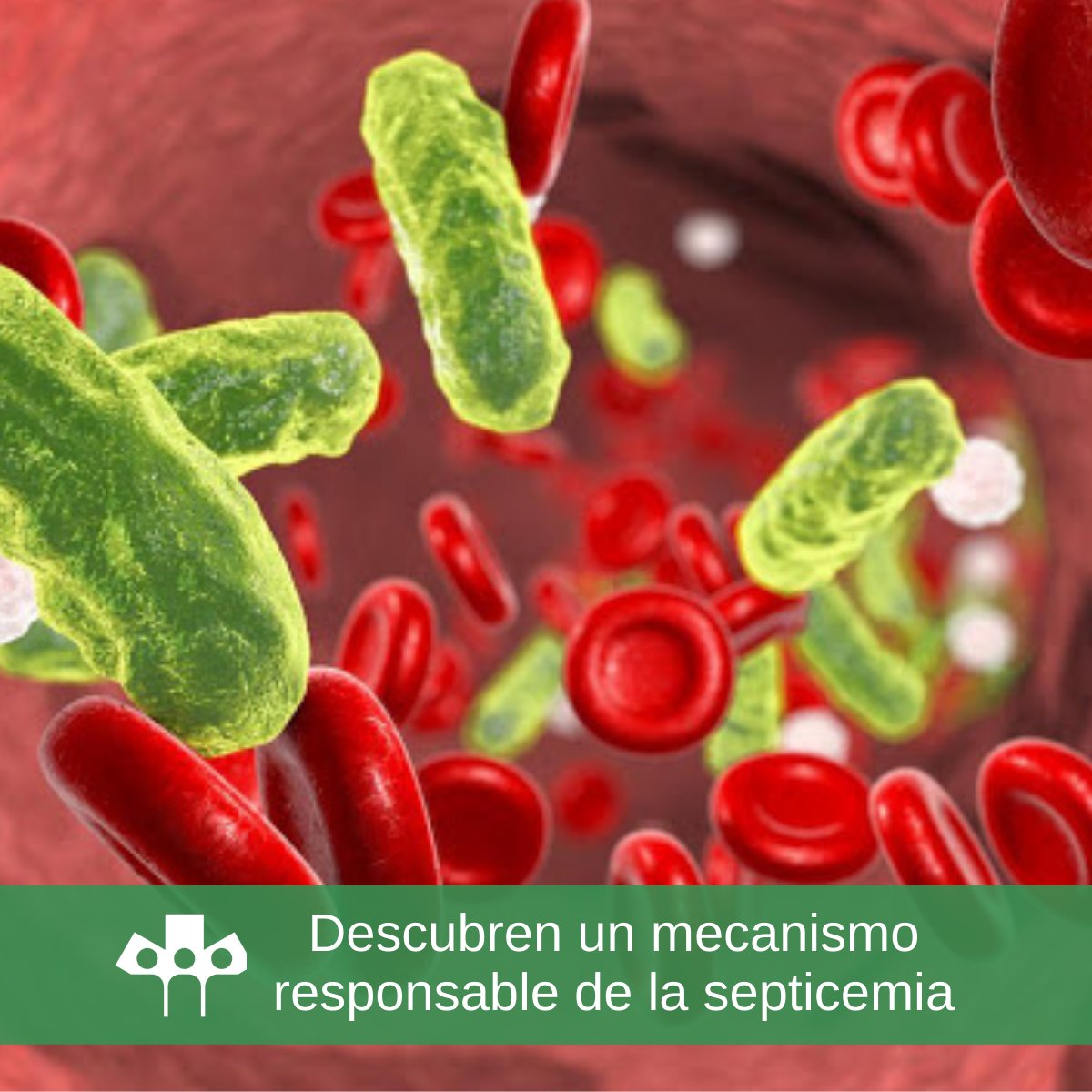 📣 Una investigación reveló el rol central de la proteína Galectina -1 (GAL1) en el desarrollo de la sepsis.

👉 Leé la nota completa bit.ly/septicemiac 

#ComunidadResidentes 👨‍⚕️👩‍⚕️ #ResidentesArg
#Salud #SoyResidente #ResidenciasMédicas #Medicina
#CONICET #septicemia