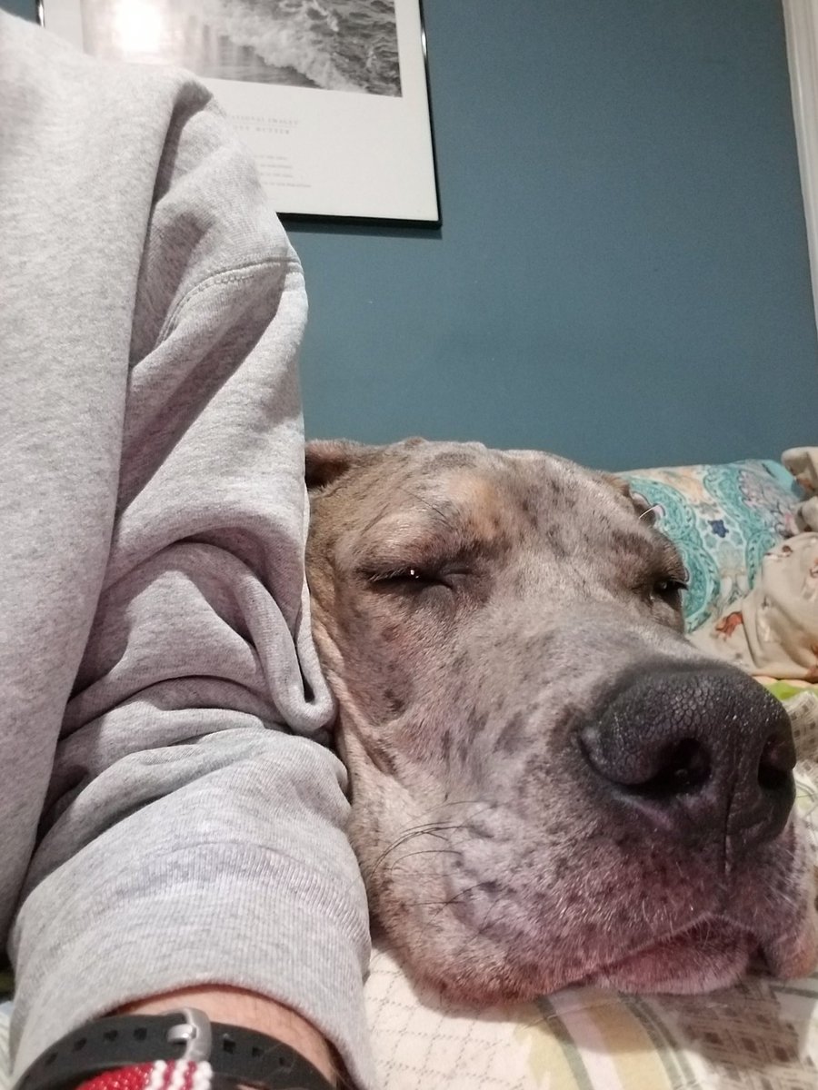 taken0727's tweet photo. We rescued this boy this weekend. 8 month old Great Dane. Sibling to our Bentley. He's a lover boy and a small 115lb boy. 🥰❤ #GreatDane #GreatDaneBoy #LeoJohnson #RescueDogs @threekitties1
#MaybeWereCrazy https://t.co/BHxB15UC2p