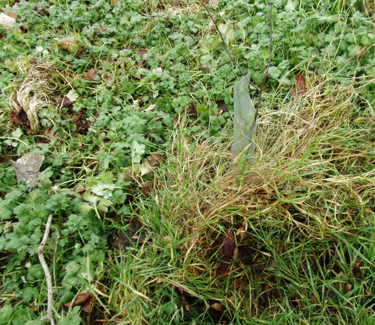 Solihull Tree Wardens tweet media