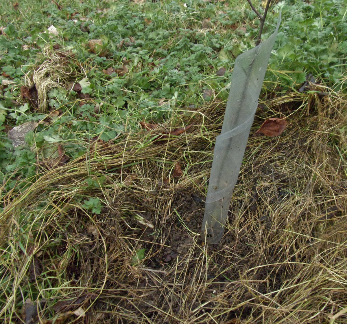 Solihull Tree Wardens tweet media