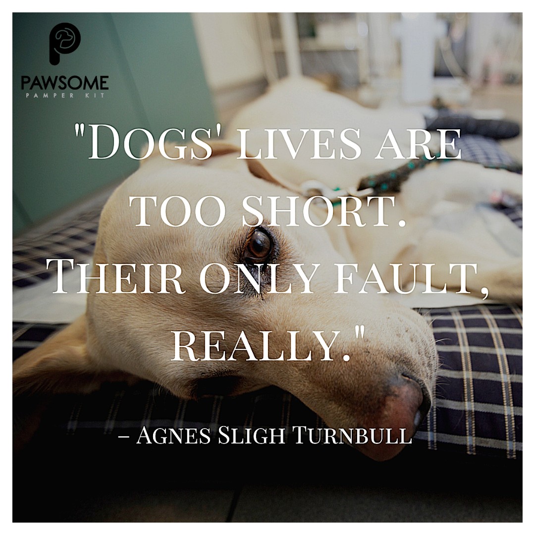 PawsomePK's tweet photo. #MindfulMonday #MondayMotivation

From American Kennel Club

#akc #pawsomepamperkit #dogtreats #dogsofinstagram #dogs #dog #dogfood #healthydogtreats #doglovers #doglover #naturaldogtreats #puppylove #homemadedogtreats #dogtoys  #adoptdontshop #happydog #pettreats #ilovemydog https://t.co/8WpW7MCuH1