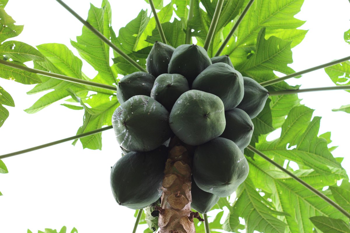 This papaya tree is doing double duty! Not only does it produce nutrient-packed and income-earning papayas, it provides shade to the plants around it. 🌳
 
#TreesfortheFuture