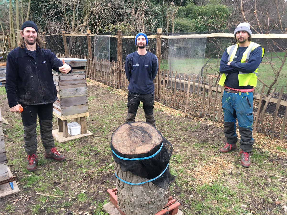 Big thanks to the @lambeth_council  tree surgeons, finding and rescuing some #honeybees from a diseased trees in #KnightsHill. Relocated to our new apiary @myattsfields.🐝👍🏽❤️