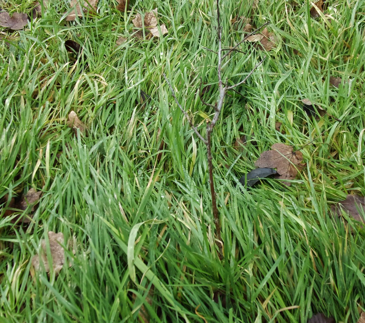 Solihull Tree Wardens tweet media