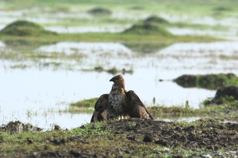 Amanosbirding's tweet photo. #Şahin #Commonbuzzard #buteobuteo #birdsofprey #yırtıcılar #raptors #Hatay #Gölbaşıgölü #Balıkgölü #beslenme #feeding #foreging #hunting #kuşgözlem #doğagözlem #doğalhayat #doğaseverler #nature #wildlife #birding #birdwatching #birdphotography #naturelovers https://t.co/jSVnrPFbbL