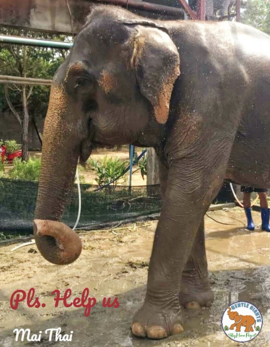 GentleNon's tweet photo. ‼️URGENT PLEA‼️SOS‼️ PLEASE HELP‼️

‼️💚OUR DEADLINE HAS CHANGED ‼️

Rha Roong and Mai Thai MUST be rescued NOW!

https://t.co/7Ygmcy3rll

We ONLY have TODAY to make our goal. Our window of opportunity is closing quickly!
Due to the rise in Covid infections please 🆘 PLEASE HELP https://t.co/ySTREaLCtk