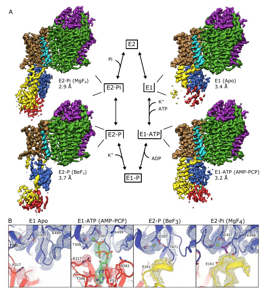 Here, we solved cryo-EM structures of KdpFABC in a range of conformations using substrate analogs: 14 maps (2.9-3.7 Å) and 5 models allows us to capture the four key states in the transport cycle. 3/8