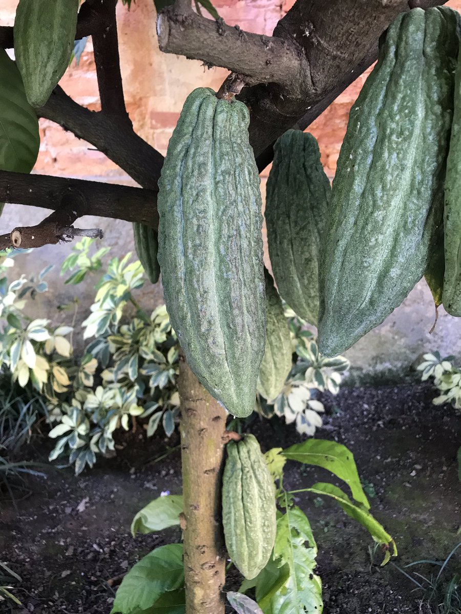 Cacao de Origen tweet media