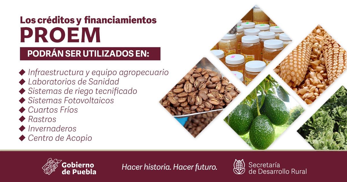chignahuapansdr's tweet photo. Los créditos para medianas empresas del sector agroalimentario y rural llegarán a las 32 regiones de Puebla, desarrollando redes de valor en cultivos como café☕️, miel🍯, aguacate🥑, maíz🌽 y hortalizas🥬, entre otras.
Pre registro al PROEM: https://t.co/Mw4Xb9cIPA. https://t.co/JFiS1g4TEk