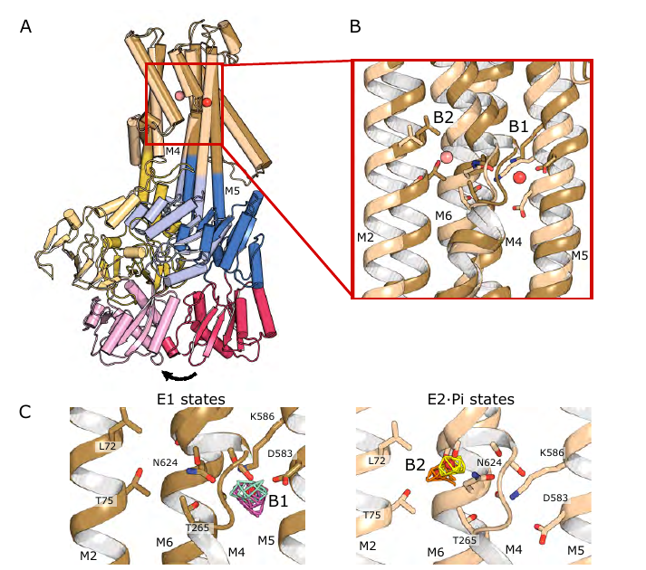 In the middle of the membrane, this pathway runs through an intramembrane tunnel in KdpA and delivers ions to sites in the membrane domain of KdpB. While unchanged in KdpA, in KdpB the ion sites change depending on the conformational state! 6/8