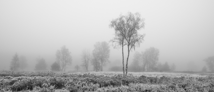Teun_Photo's tweet photo. De Meinweg - Misty Morning in Black and White https://t.co/pgMKc29qkA via @werkaandemuur 

#meinweg #nationaalparkdemeinweg #zwartwitfotografie #mistigeochtend #winter #sonyalpha #a7r4 #wadm #ohmyprints #visitlimburg #limburg #roermond #dutchcaptures #canon24tse #sonya7r4 https://t.co/7vjnXLD7is