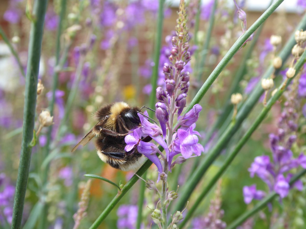 GraemeEdwards1's tweet image. A butterfly, ladybird & bee are playing plant charades. It's the bee's turn. After doing the whole words/syllables thing she simply stands there. Doesn't move at all. After several minutes the others admit defeat & ask "okay, what was it then?" She sighs. "Astilbe!" #GardensHour