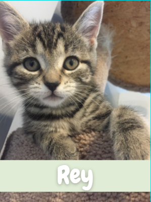 Mayfair Theatre tweet media