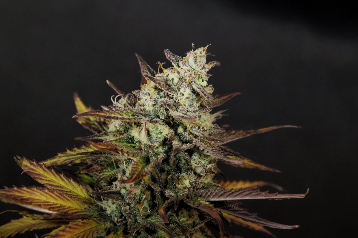 Greenseedtests's tweet photo. Hoy os enseño a #Kritic_Auto de @KannabiaSeeds huele fenomenal a lo que es, tan llena de tricomas llenos de resina que pensé que ya estaba, pero la he mirado al microscopio y le faltan tricomas ámbar para mi gusto y yo como soy un sibarita y la semilla mola, me espero un poquito. https://t.co/084KCYOKuV