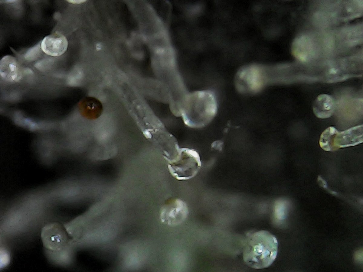 Greenseedtests's tweet photo. Y aquí los tricomas de mi #Kritic_Auto de @KannabiaSeeds @IntKannabia llenos de ellos, lechosos llenos de resina pero le falta unos pocos más ambar para mi gusto y como me mola la variedad quiero disfrutarla como se debe, me espero, en menos de una semanita pienso que estará. https://t.co/N3940ePx1F