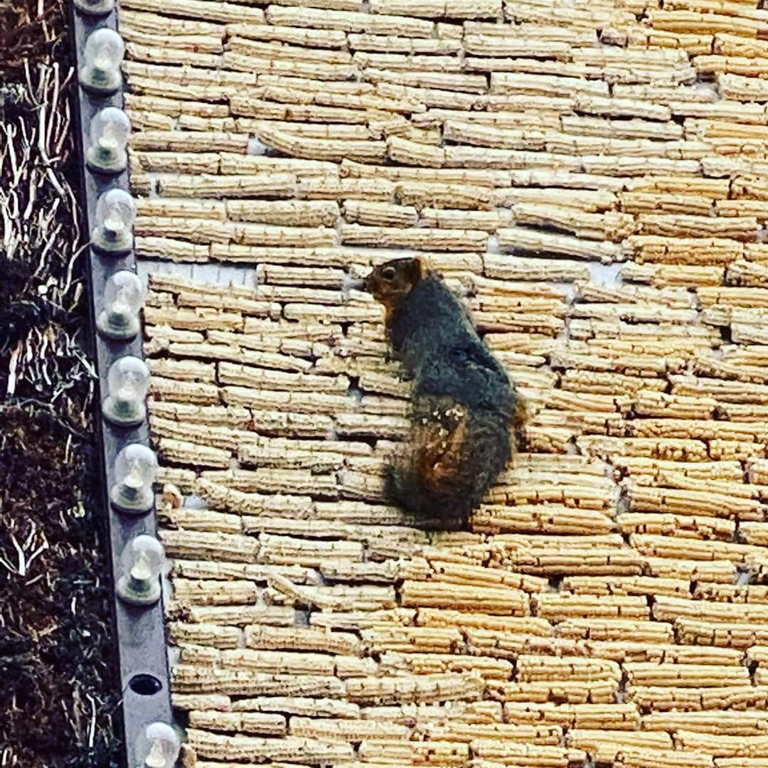 SquirrelsofUSD's tweet photo. @Corn_Palace Thanks for lunch! #Squirrels https://t.co/hKYYVy6tJ6