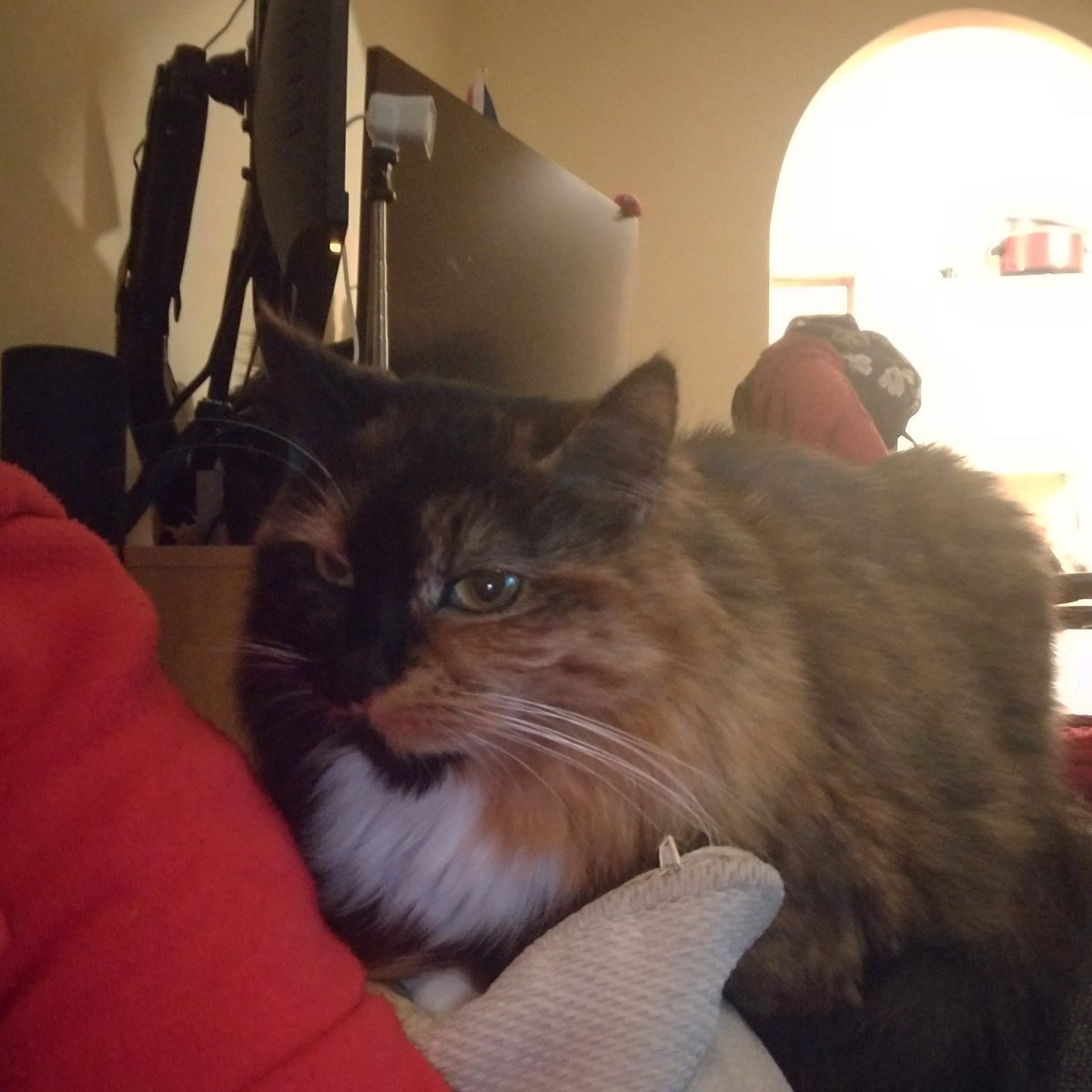 FluffySpaceCat's tweet photo. Fluffy cute loaf ๐
#FluffySpaceCat #Cakethecat #cat #cats #catlover #catsofinstagram #CatsOfTwitter #CatsOnTwitter #gatos #loaf #smallkitty #mixedragdoll #love #animals #mondaythoughts #cute #CuteCats #cutenessOVERLOAD https://t.co/Jlc4bfsJMa