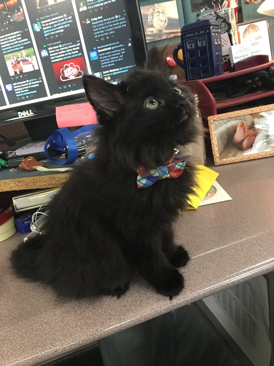 Thomaslabs's tweet photo. We're showing our love for our pets! 🐱🐶🐤
This week, meet @MaxvonFloof :) 
Max's human: Stephanie, Digital Content Manager 
Nicknames: Maximillan Thunderpants, Excuse me Sir, Max Get Down!
Age: 4
Favorite toys: String, mousies, his sister Kyakitty https://t.co/sVr2lIki9K