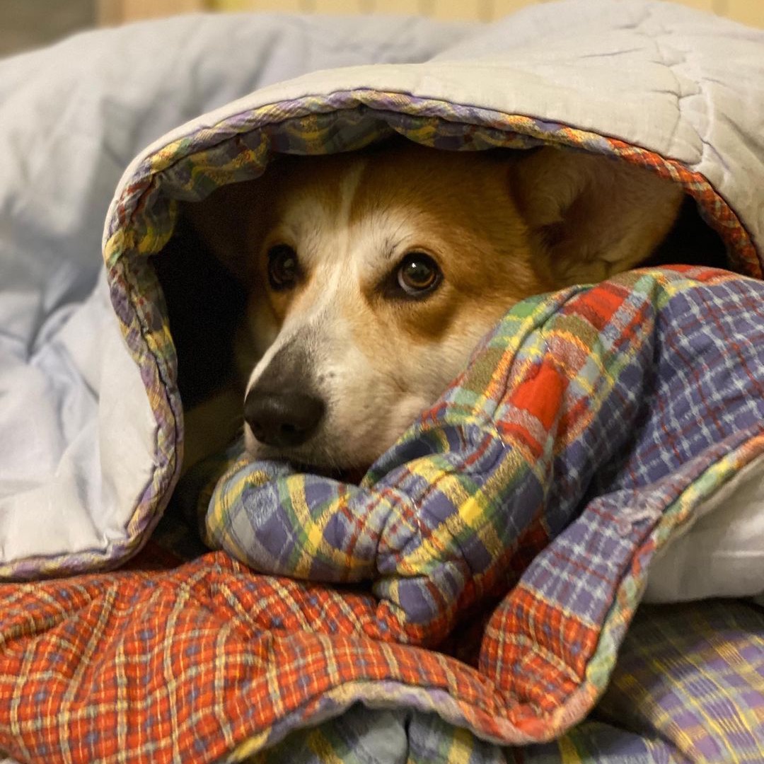 CorgiParents's tweet image. Brr... Can’t believe I get to stay in bed all day! Enjoy the cold weather! 🥶🥰

(Photo @vardy_gang)