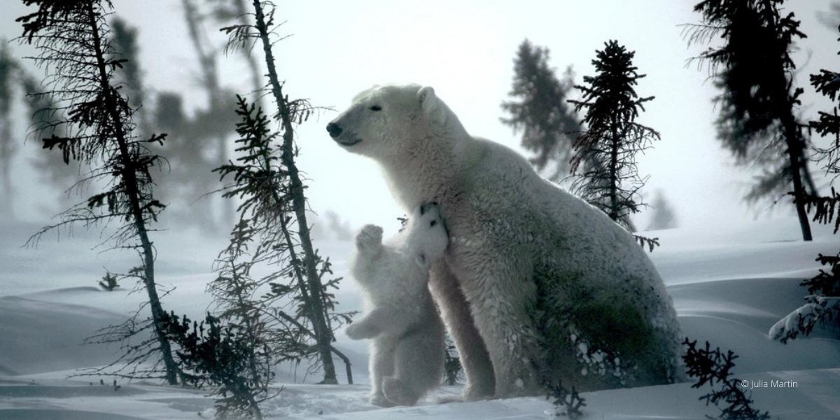 WWFCanada's tweet photo. WWF-Canada agrees with @CanadianPM’s statement at today’s #OnePlanetSummit in Paris: “We are at a critical time. If we do not act, the ecosystems on which we depend for our air and for our food will collapse. So, we have a collective responsibility to protect #nature.” https://t.co/3TtQnGFxIl