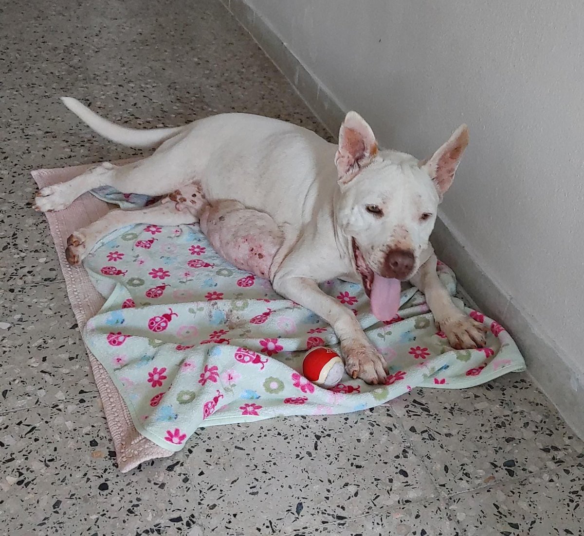 BarksofHope's tweet image. This pretty girl is Akira and is our first rescue of 2021. She was found tied up where she'd been for the last three years with a massive tumor. Please help us help Akira! #AdoptDontShop ow.ly/o2UI30rscYk