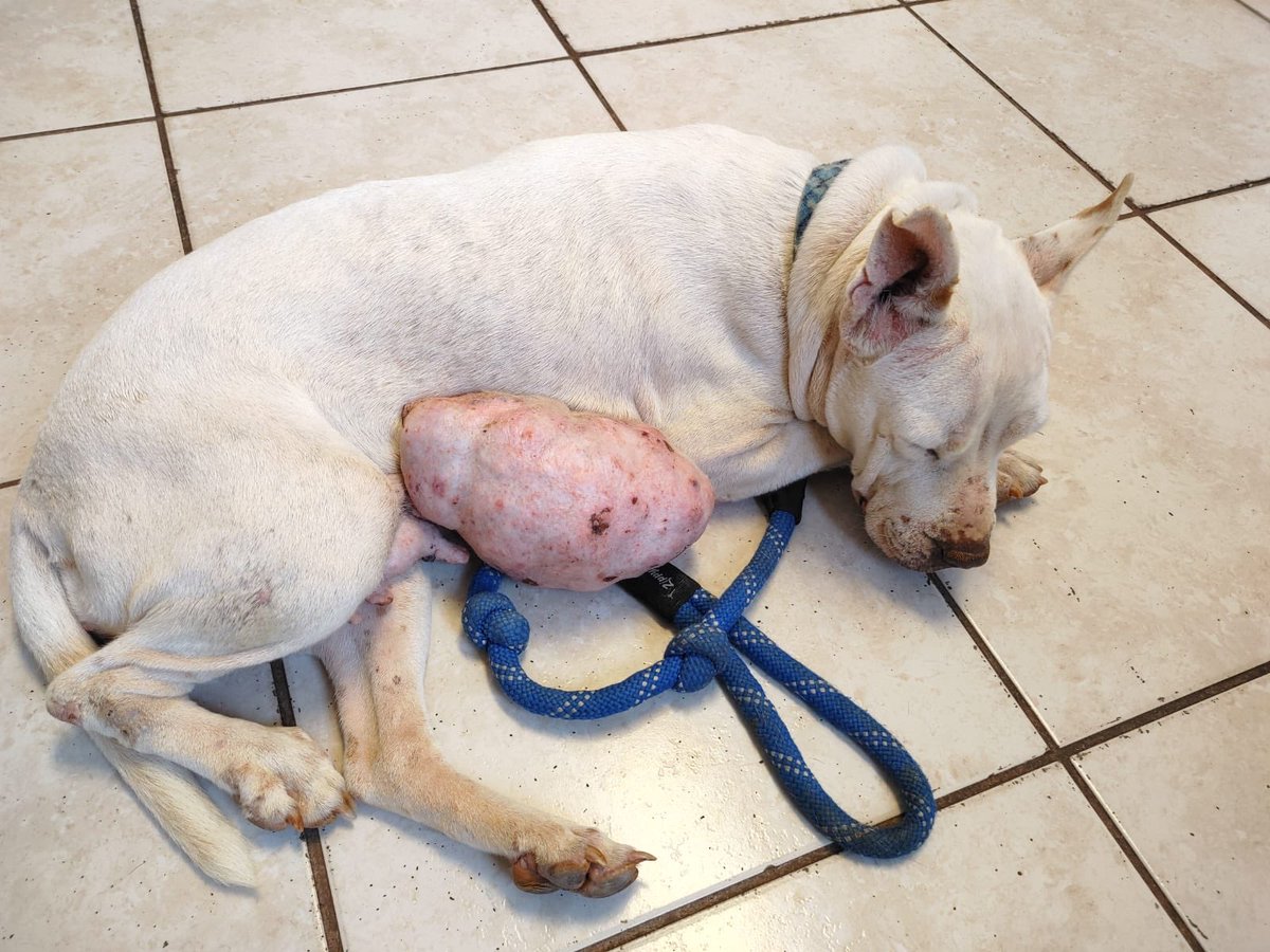 BarksofHope's tweet image. This pretty girl is Akira and is our first rescue of 2021. She was found tied up where she'd been for the last three years with a massive tumor. Please help us help Akira! #AdoptDontShop ow.ly/o2UI30rscYk