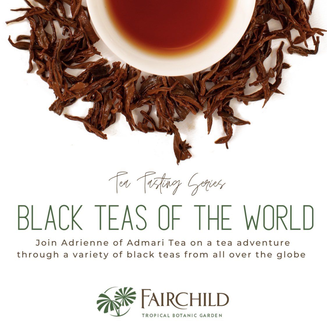 AdmariTea's tweet photo. I am very much looking forward to sharing a variety of black teas @fairchildgarden on Saturday. Black tea was my first love and I find the category a lot fun to explore. Book soon! It will sell out. 

https://t.co/p8TcORJlLp https://t.co/HbO0UGmYCD