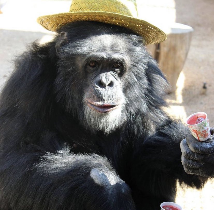 TheGreatestApes's tweet photo. herbie loves hats 🥰 https://t.co/aZHrOqjkQZ