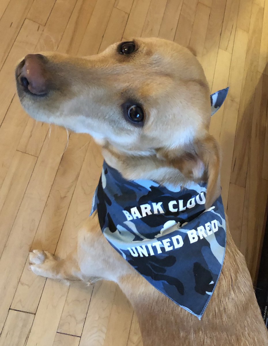 DarkCloudsMerch's tweet photo. ⬛️🟦Monday Merch Drop🟦⬛️

Our @BarkClouds dog bandanas are now available in black and blue camo. Perfect for that very good boy, pupper or floof in your life. 

https://t.co/QHBEZ7LOpk https://t.co/0JSNNTGZYM