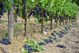 There are more reasonable alternatives than a 4th total alcohol ban!This is a  devastating blow for our wine industry that is already in a dire situation after a 18 week domestic ban.  With significant stock levels, probability high that full harvest cannot be crushed.<a href="/Vinpro_za/">Vinpro</a>